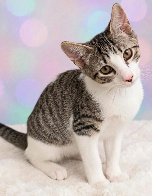 Photo 2 of Ellie - Kit 8mth