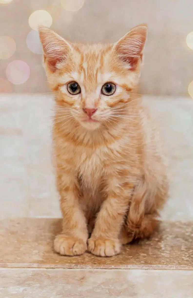 Nash - Kit Mth - Domestic Short Hair