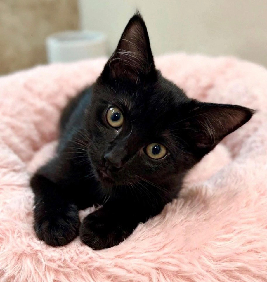 Nikita - Kit 3mth, photo 2
