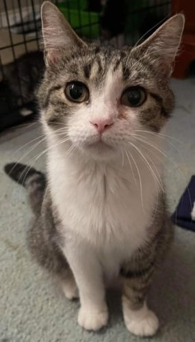 adoptable Cat in Newaygo, MI named SARAH X