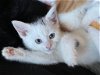 adoptable Cat in newaygo, MI named Tic