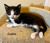 adoptable Cat in Newaygo, MI named Cookie