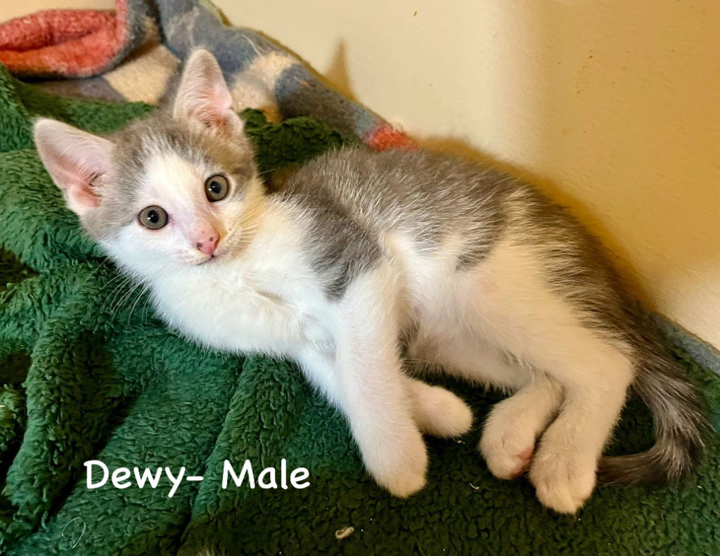 adoptable Cat in Newaygo, MI named Dewy