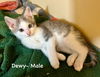 adoptable Cat in , MI named Dewy