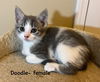 adoptable Cat in Newaygo, MI named Doodle