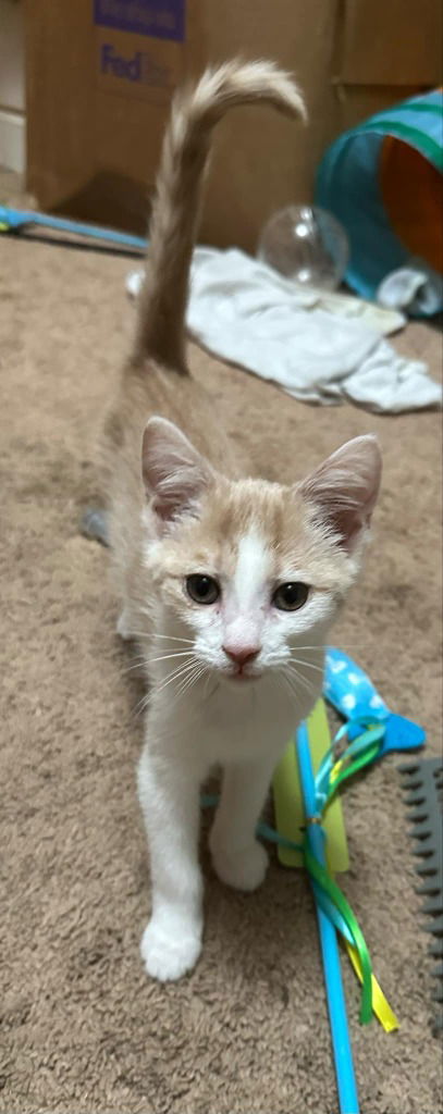 adoptable Cat in Newaygo, MI named CANDY