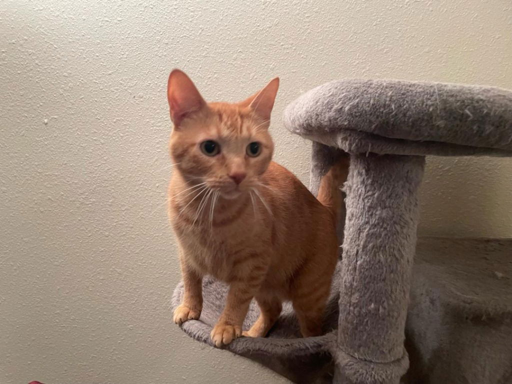 adoptable Cat in Newaygo, MI named GARFIELD