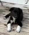 adoptable Dog in , MI named TINKER