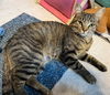 adoptable Cat in Newaygo, MI named OPRAH