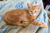 adoptable Cat in  named Catthew