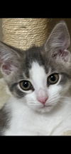 adoptable Cat in  named BUSTER