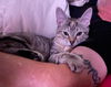 adoptable Cat in  named Waverly