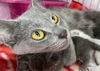 adoptable Cat in  named CORDELIA