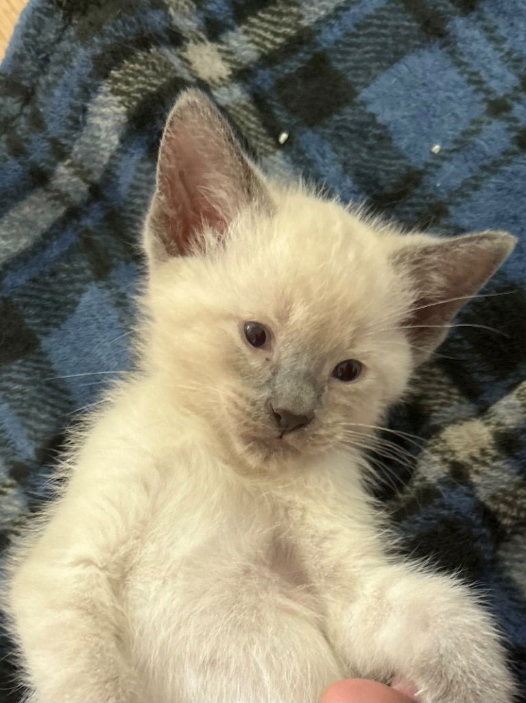 adoptable Cat in Newaygo, MI named Chowder
