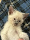 adoptable Cat in  named Chowder