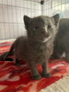 adoptable Cat in  named Chutney