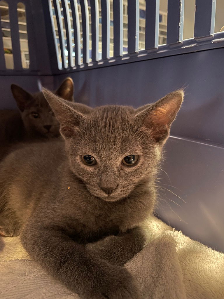 adoptable Cat in Newaygo, MI named Chutney