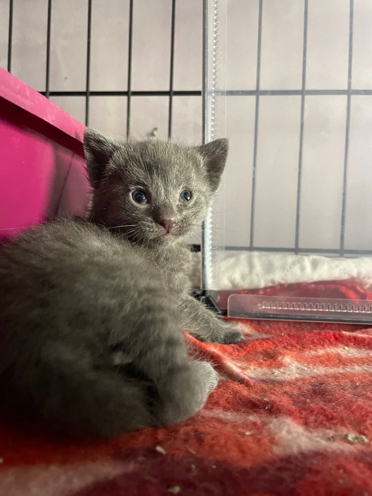 adoptable Cat in Newaygo, MI named Cupcake