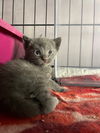 adoptable Cat in  named Cupcake