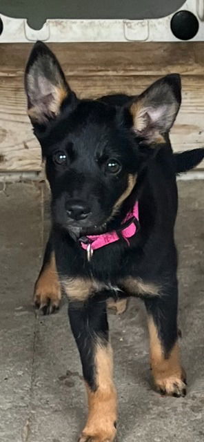 adoptable Dog in Newaygo, MI named MILLIE