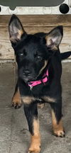adoptable Dog in  named MILLIE