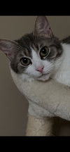 adoptable Cat in , MI named BRIDGET