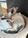 adoptable Cat in , MI named Monkey