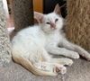 adoptable Cat in , MI named Milkweed