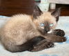 adoptable Cat in , MI named Mud Flap