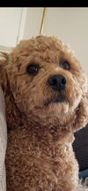 adoptable Dog in  named Sebastion