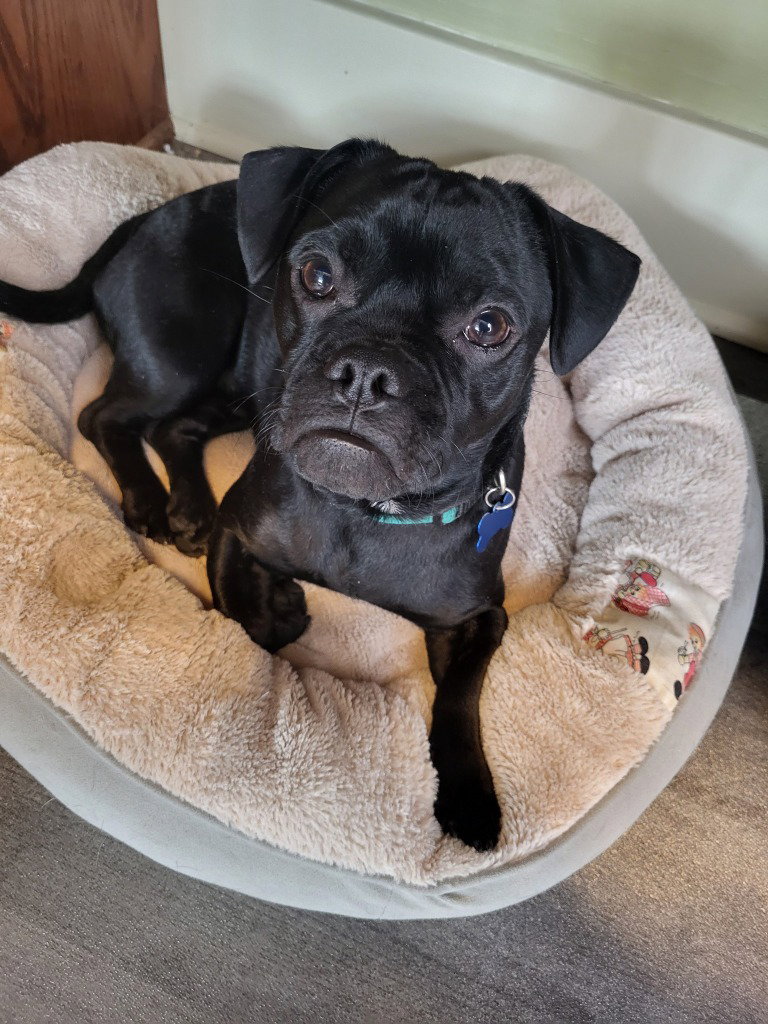 FRANKIE Image