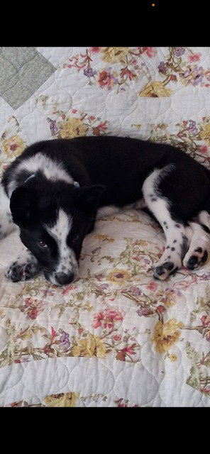 MARGIE Image