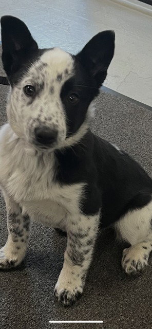 Border Collie