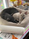 Skylar and Skye Blue