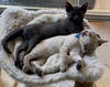 Skylar and Skye Blue