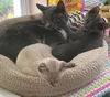 Skylar and Skye Blue