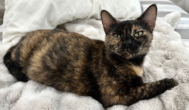 adoptable Cat in Orlando, FL named Twix