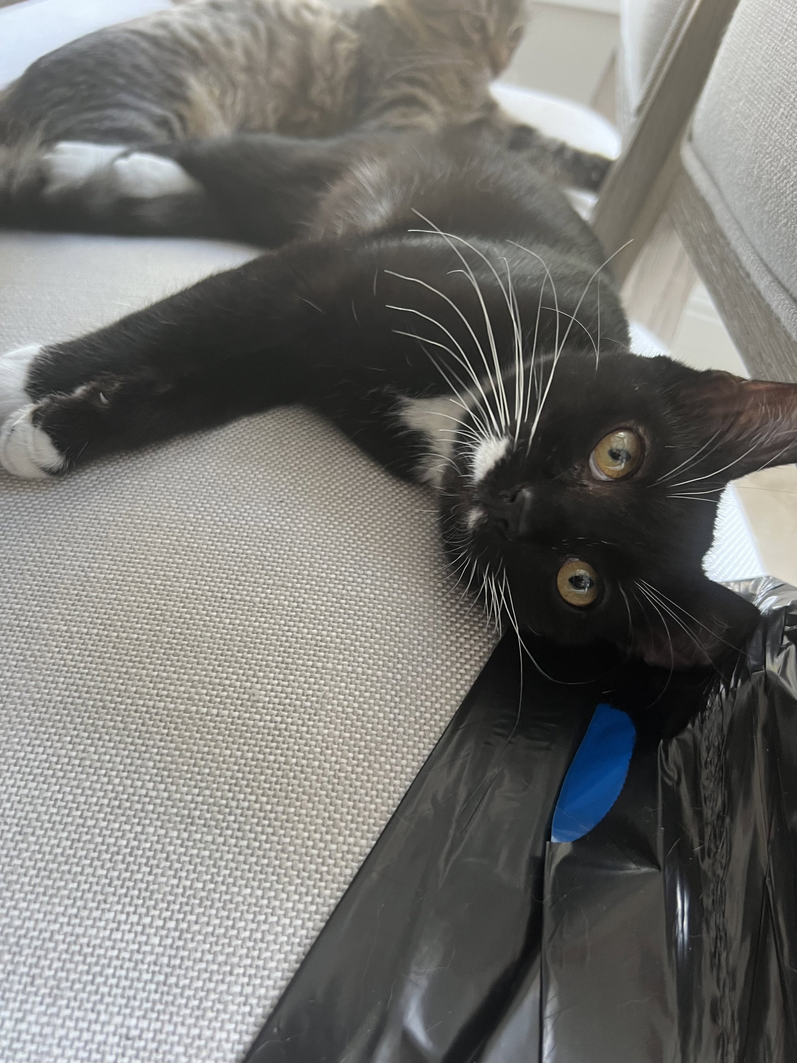 Boots' Web Page