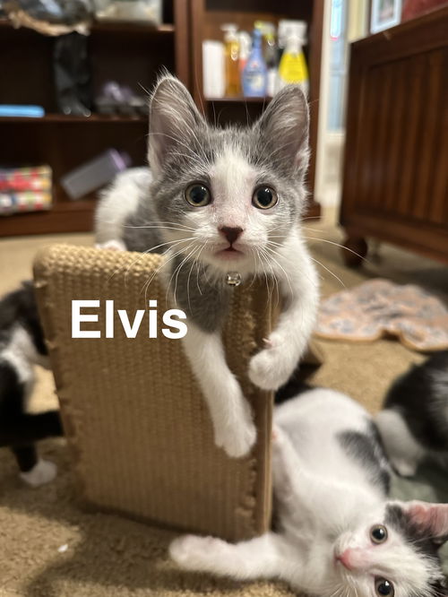 Elvis