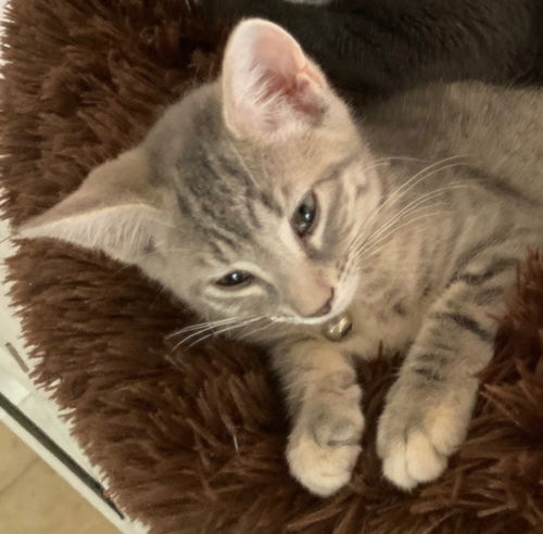Simba