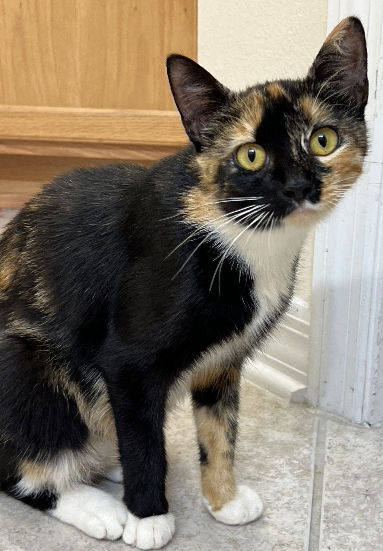 adoptable Cat in Orlando, FL named Ginger Spice