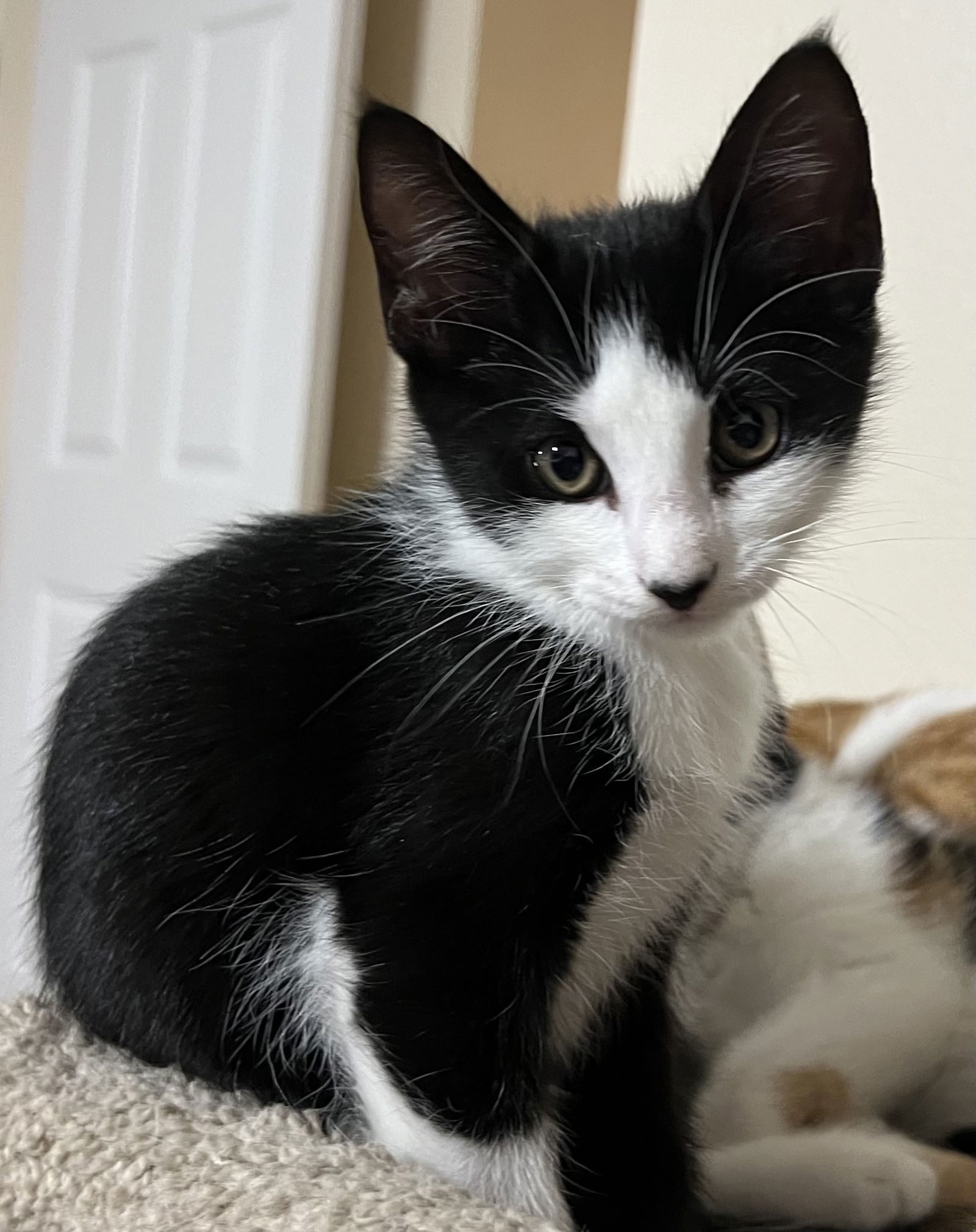 adoptable Cat in Orlando, FL named Linus