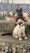 Stormy and Furby