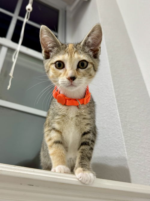 Clementine