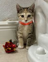 Clementine