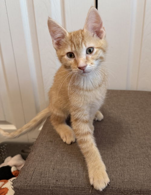 Sherbert
