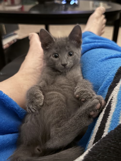 Clyde