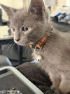 Clyde