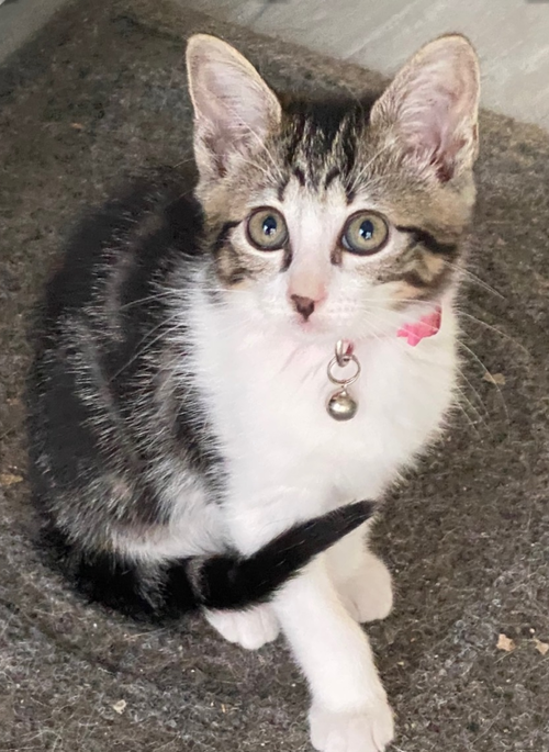 Maya