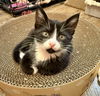 Licorice